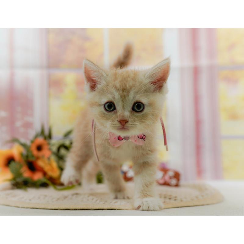 販売中の神奈川県のマンチカン-123603の5枚目