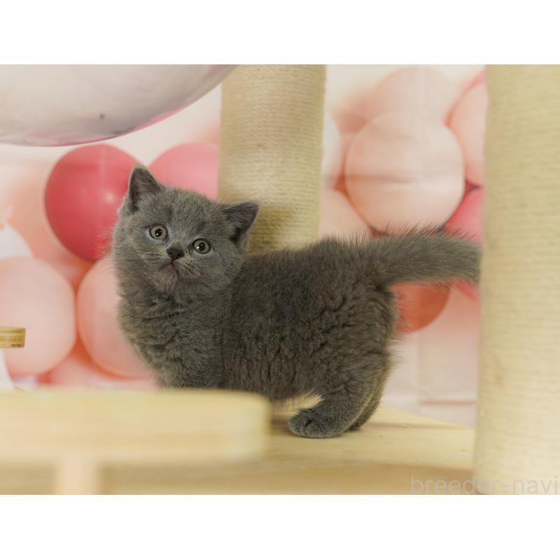 販売中の神奈川県のマンチカン(短足)-123605の13枚目