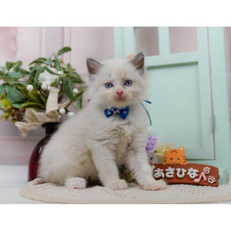 販売中の神奈川県のラグドール-123609の8枚目