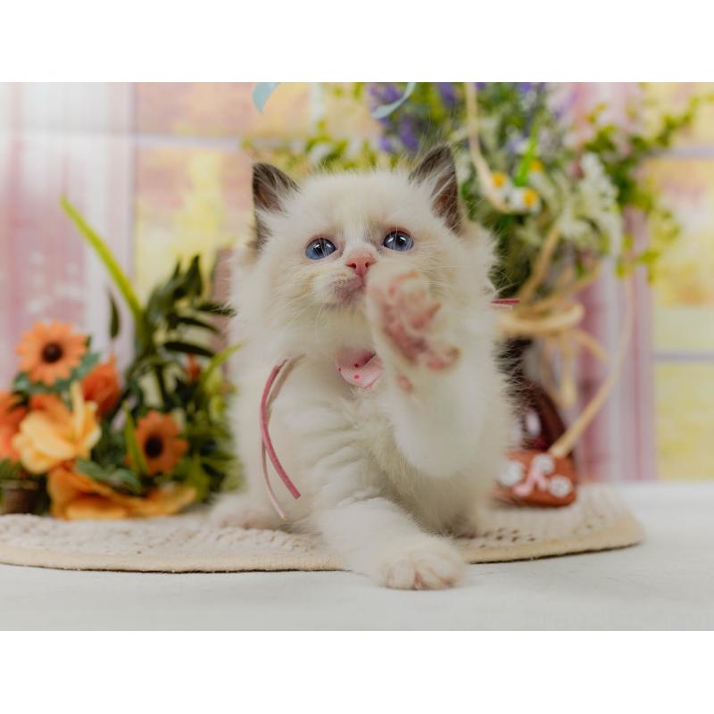 販売中の神奈川県のラグドール-123610の5枚目