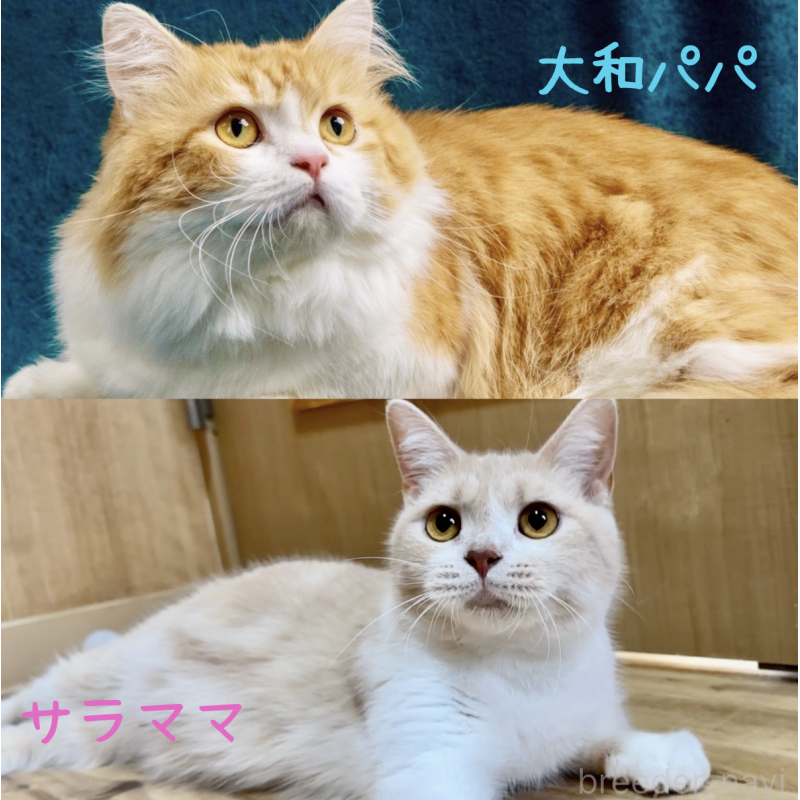販売中の岐阜県のマンチカン(短足)-123122の2枚目