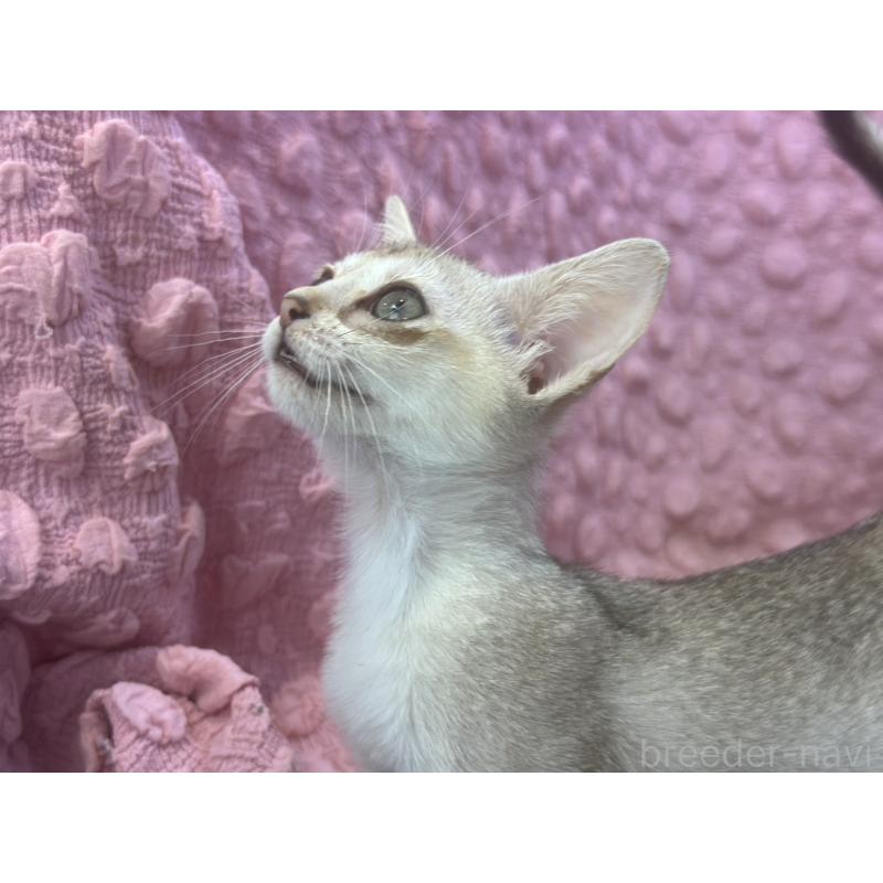 販売中の茨城県のシンガプーラ-123636の15枚目