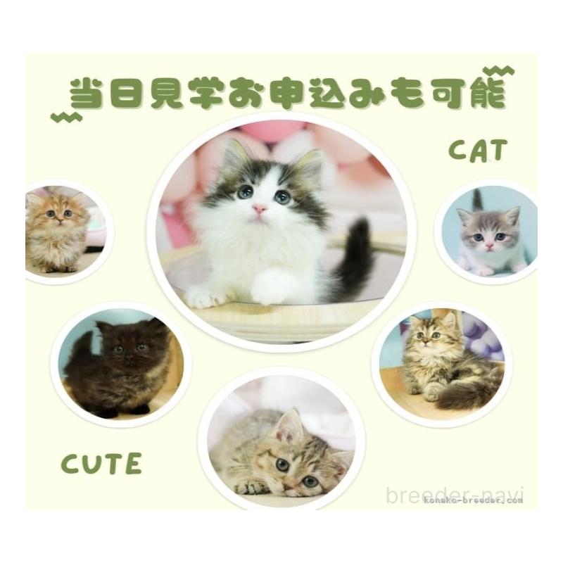 販売中の千葉県のラグドール-123640の8枚目