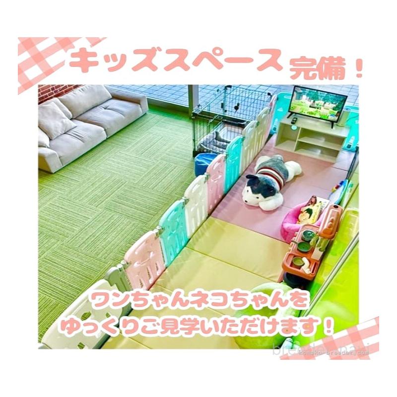 販売中の千葉県のラグドール-123642の3枚目