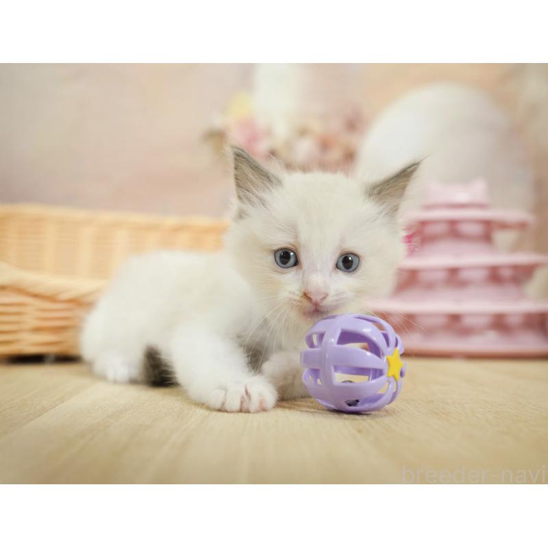 販売中の千葉県のラグドール-123653の7枚目