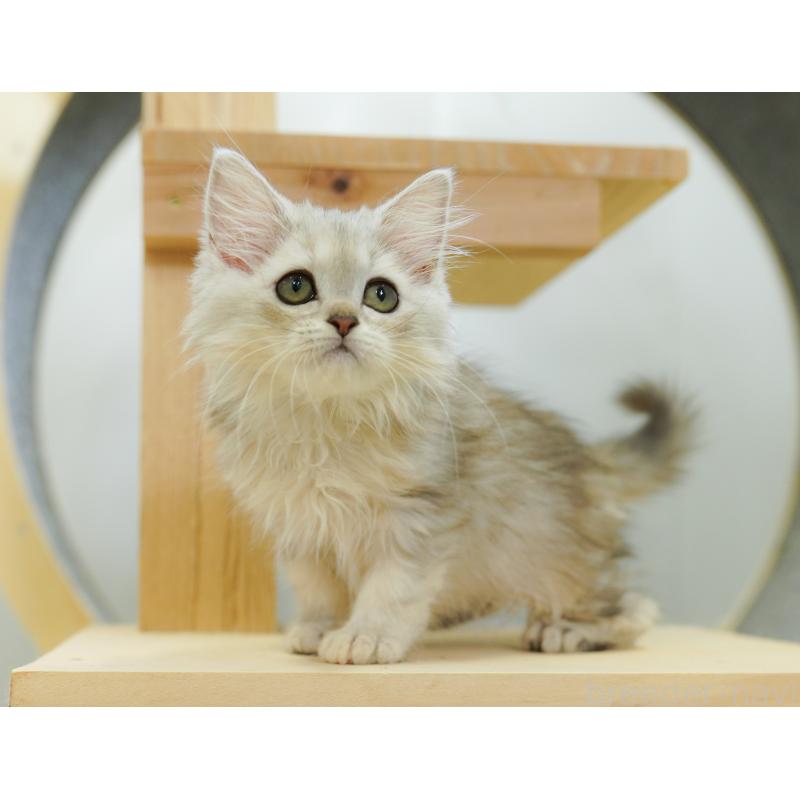 販売中の千葉県のラガマフィン-123654の1枚目