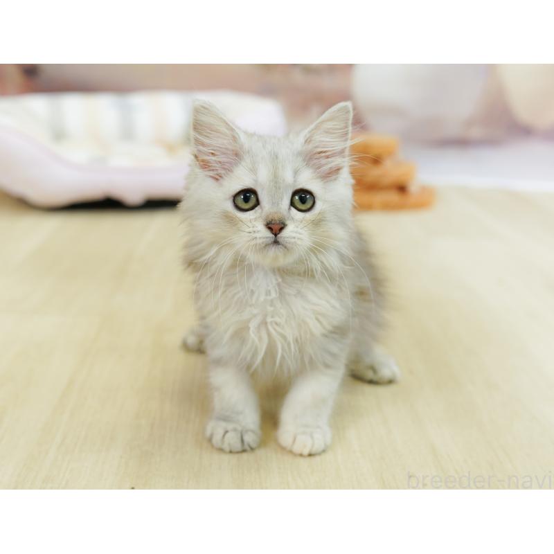 販売中の千葉県のラガマフィン-123654の13枚目
