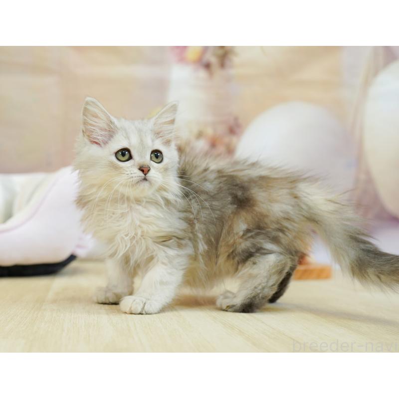 販売中の千葉県のラガマフィン-123654の6枚目