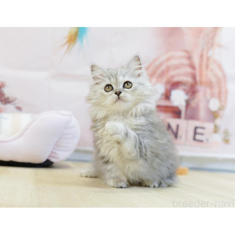 販売中の千葉県のラガマフィン-123658