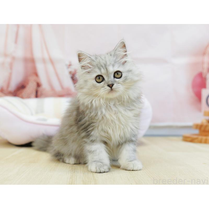 販売中の千葉県のラガマフィン-123658の11枚目