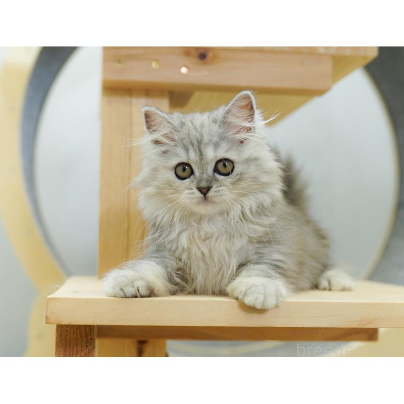 販売中の千葉県のラガマフィン-123658の6枚目