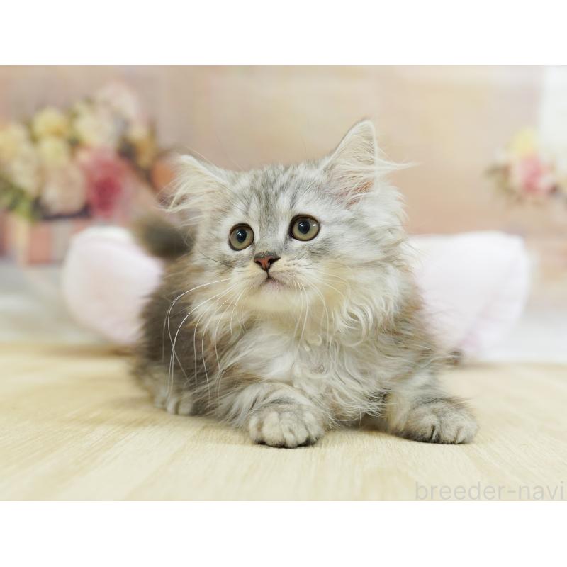 販売中の千葉県のラガマフィン-123660