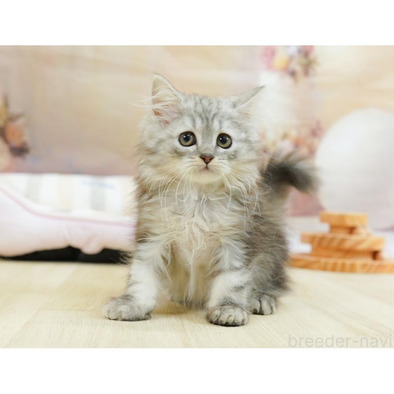 販売中の千葉県のラガマフィン-123660の5枚目