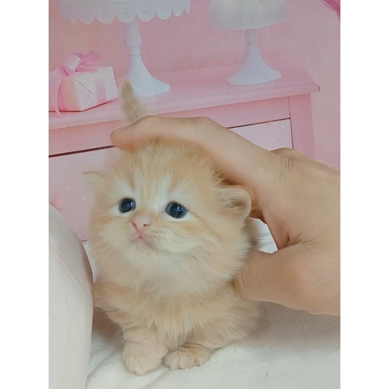 販売中の千葉県のミヌエット(短足)-123661の2枚目