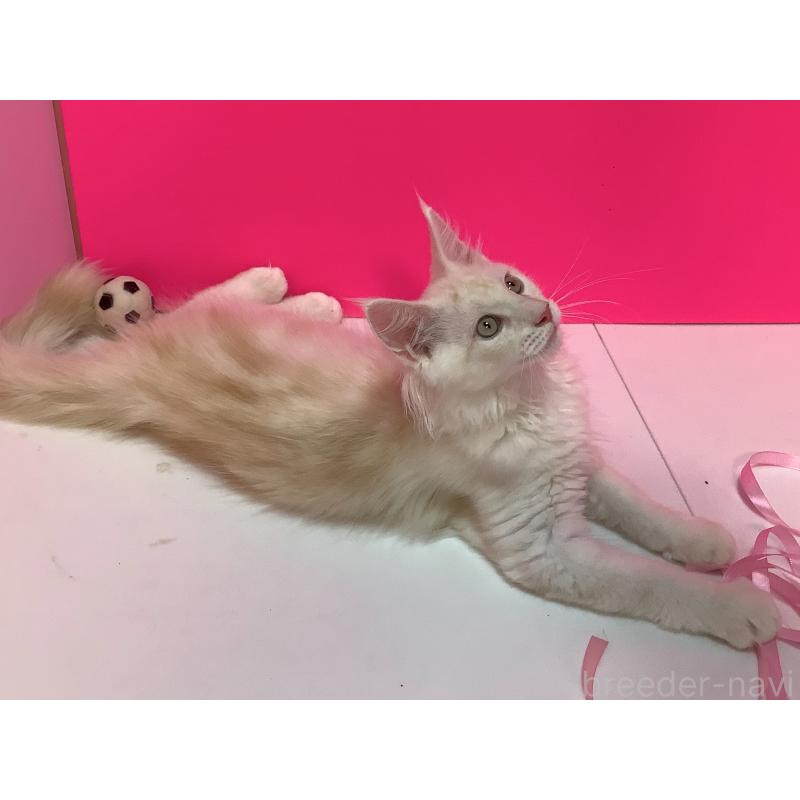 販売中の群馬県のメインクーン-123674の2枚目