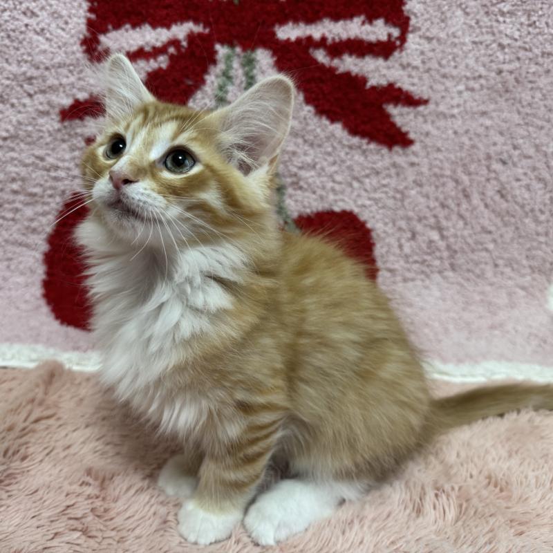 販売中の千葉県のノルウェージャンフォレストキャット-120346の3枚目
