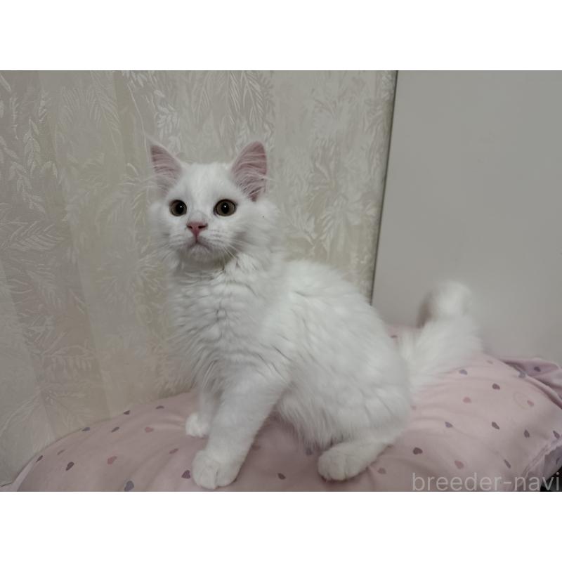 販売中の千葉県のマンチカン-116090の2枚目