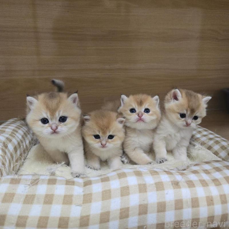 販売中の埼玉県のブリティッシュショートヘア-123680の3枚目
