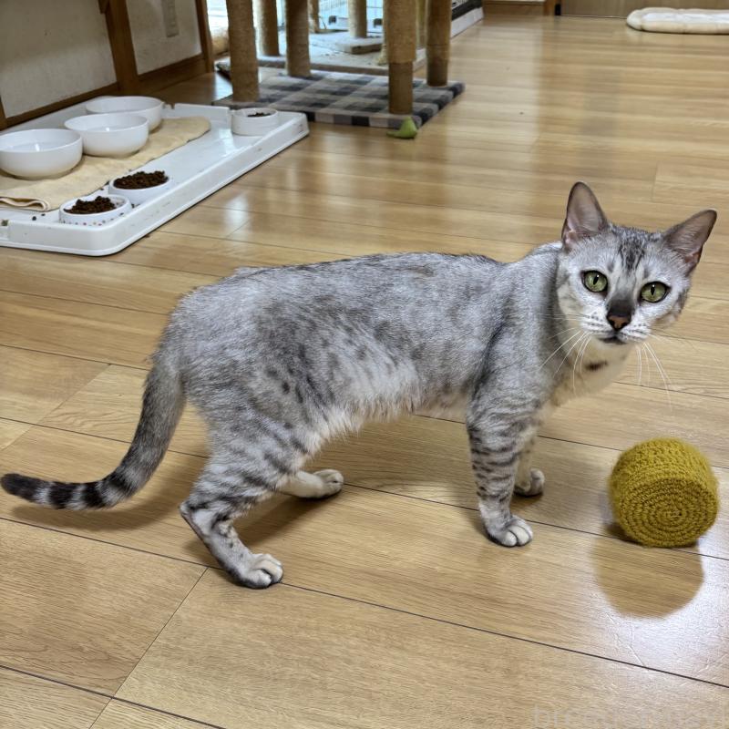 販売中の福岡県のベンガル-123683の6枚目