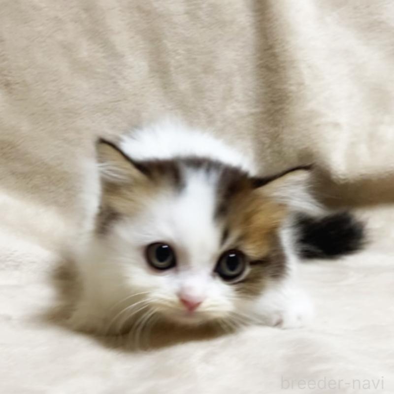 販売中の埼玉県のラガマフィン-123690