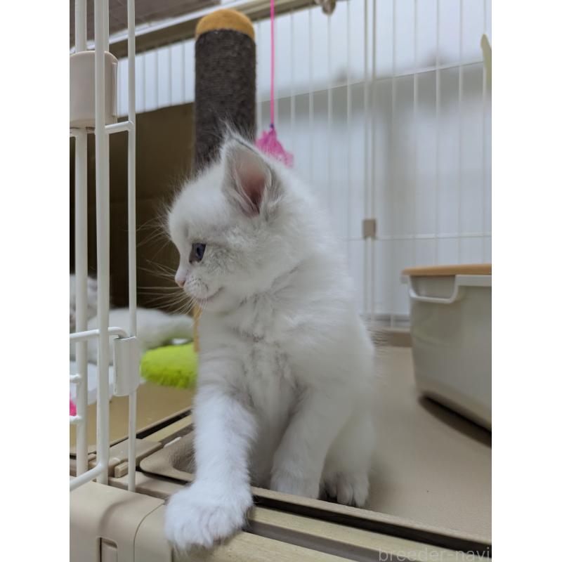 販売中の大阪府のラグドール-123691の3枚目