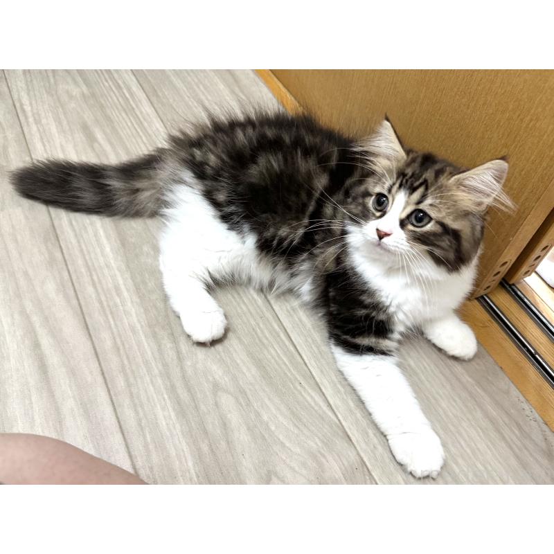 販売中の千葉県のラガマフィン-120072の7枚目