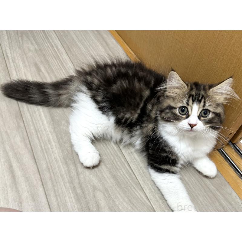 販売中の千葉県のラガマフィン-120072の6枚目