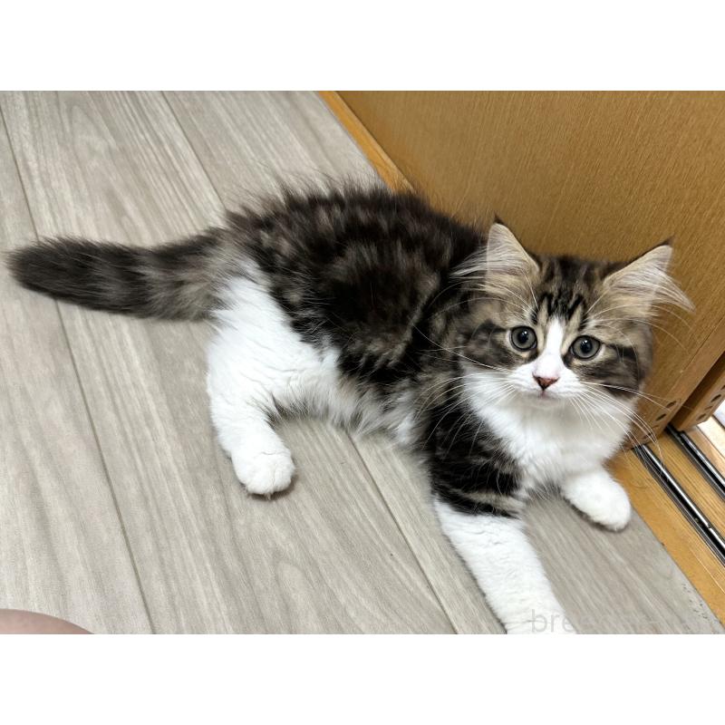 販売中の千葉県のラガマフィン-120072の5枚目