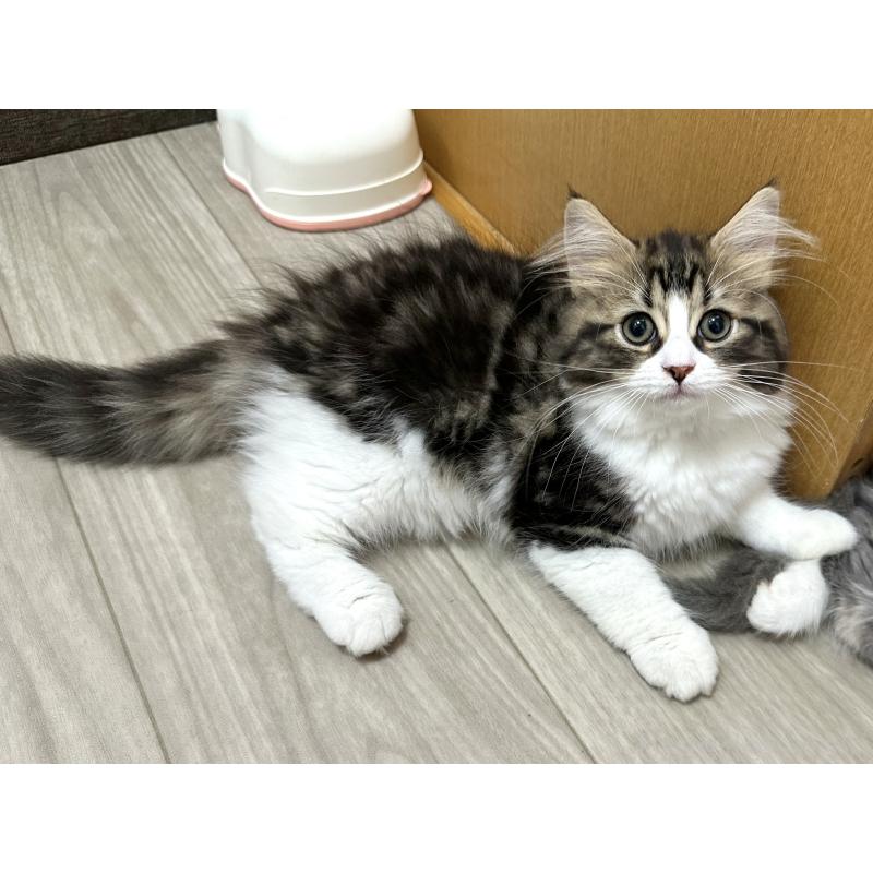 販売中の千葉県のラガマフィン-120072の4枚目