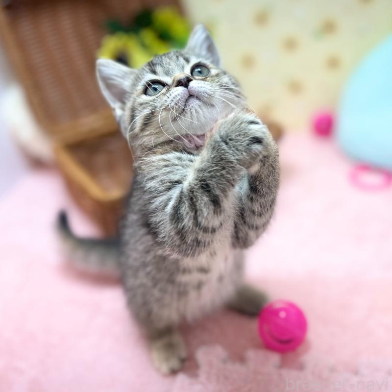 販売中の神奈川県のスコティッシュフォールド-123698の5枚目