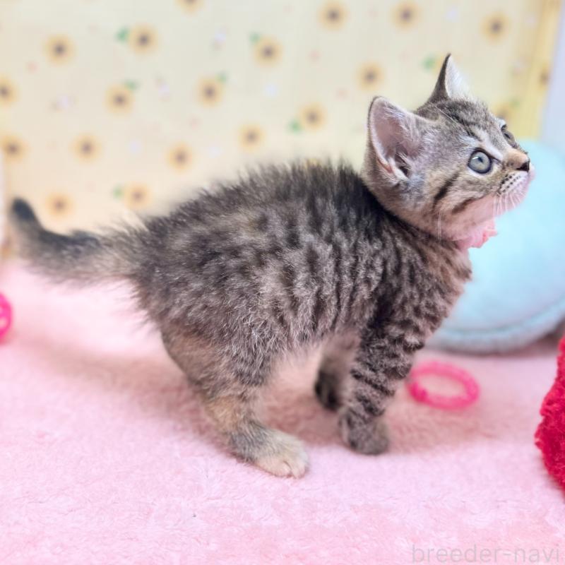 販売中の神奈川県のスコティッシュフォールド-123698の3枚目