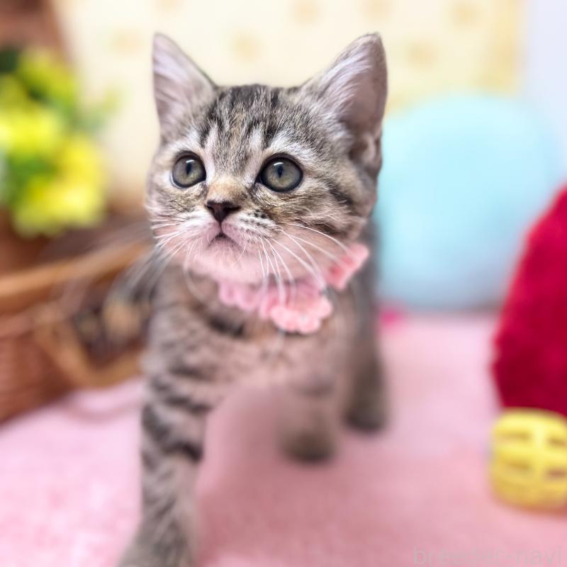 販売中の神奈川県のスコティッシュフォールド-123698の2枚目