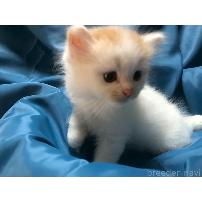 販売中の三重県のサイベリアン-123730の13枚目