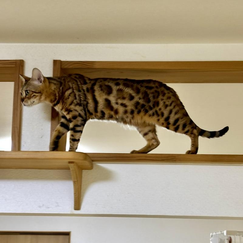花梨ちゃん1枚目