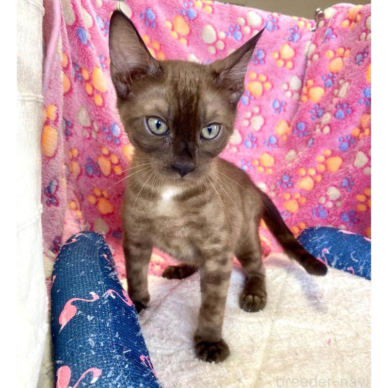 成約済の東京都のベンガル-117352の10枚目