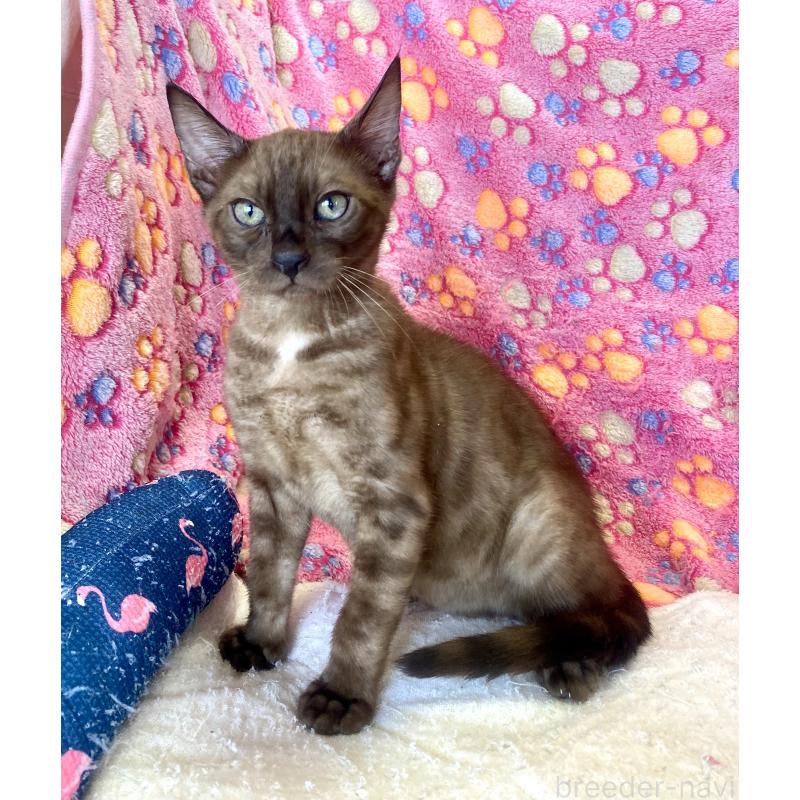 成約済の東京都のベンガル-117352の9枚目