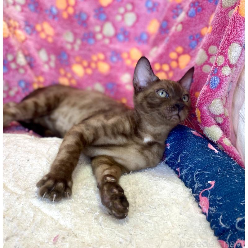 成約済の東京都のベンガル-117352の8枚目