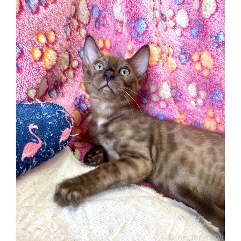 成約済の東京都のベンガル-117352の7枚目