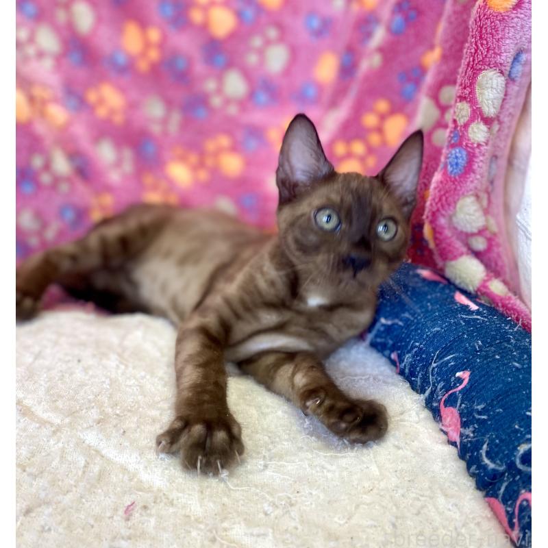 成約済の東京都のベンガル-117352の6枚目