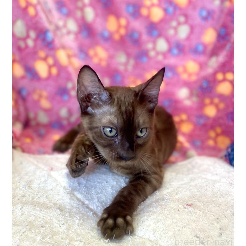 成約済の東京都のベンガル-117352の5枚目