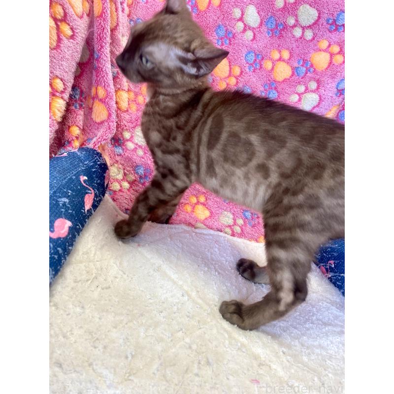 成約済の東京都のベンガル-117352の4枚目