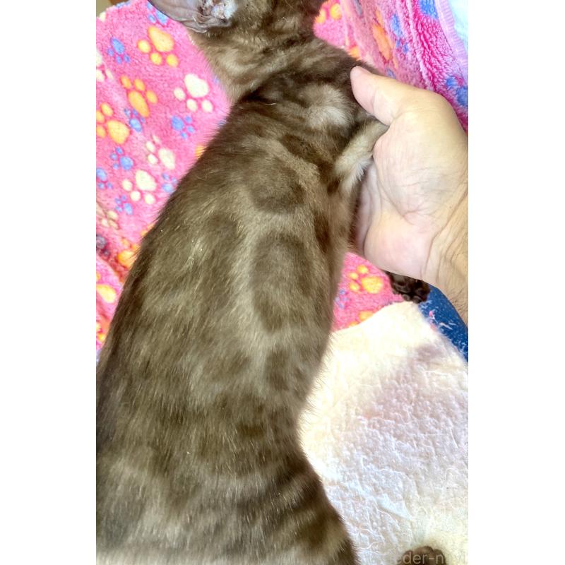 成約済の東京都のベンガル-117352の3枚目