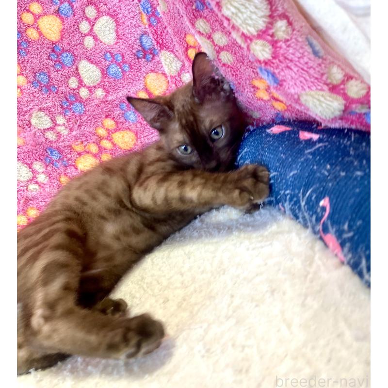 成約済の東京都のベンガル-117352の2枚目