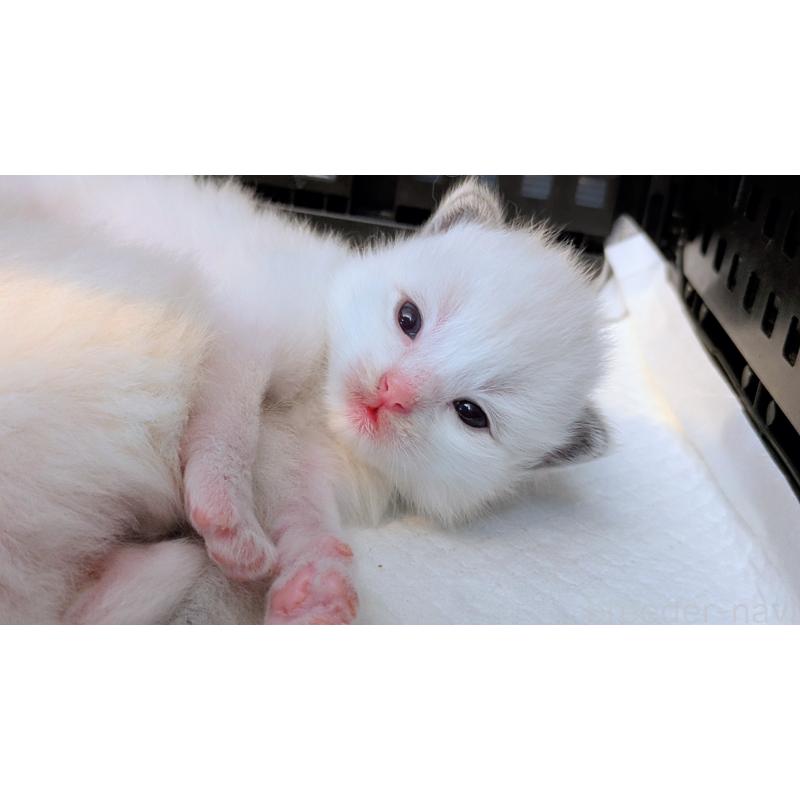 販売中の茨城県のラグドール-123810の8枚目