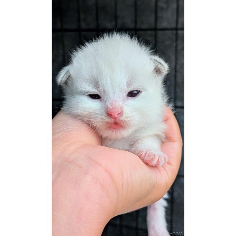 販売中の茨城県のラグドール-123810の3枚目