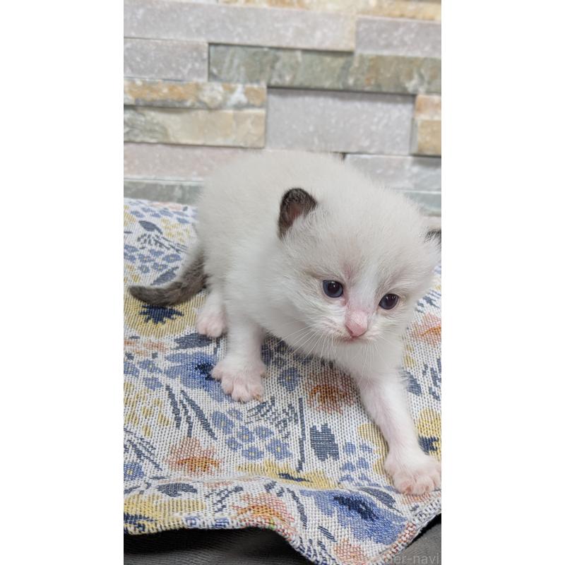 販売中の茨城県のラグドール-123822の8枚目