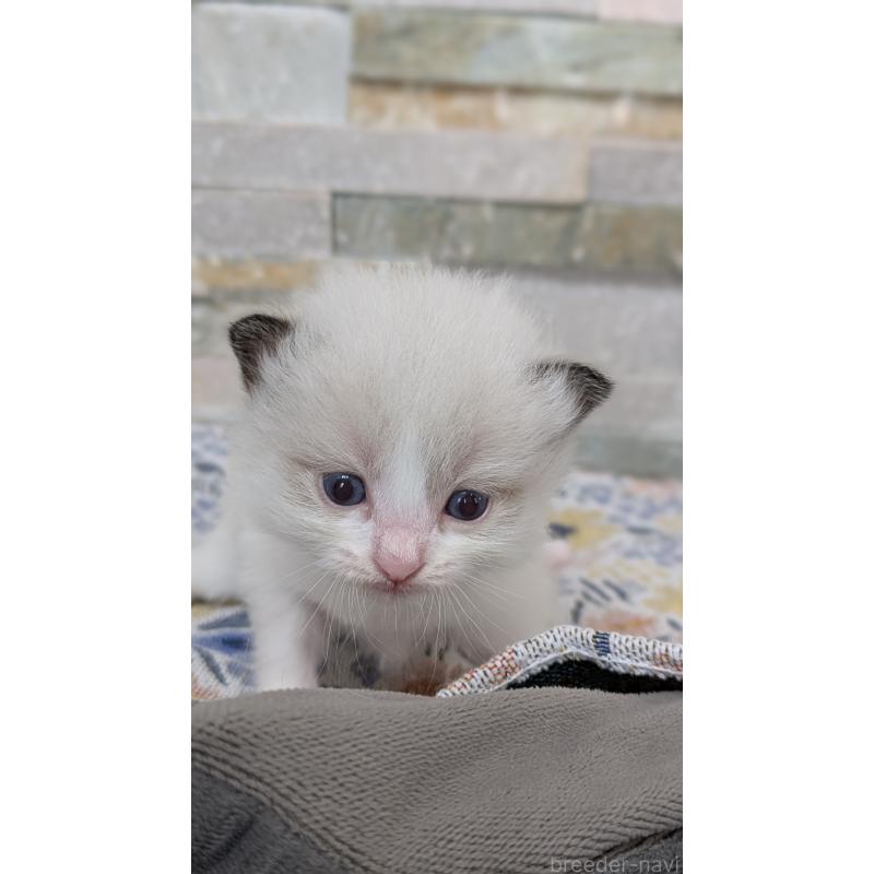 販売中の茨城県のラグドール-123822の7枚目