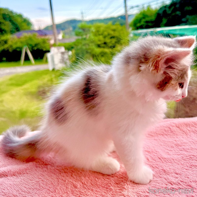 販売中の茨城県のノルウェージャンフォレストキャット-123719の3枚目