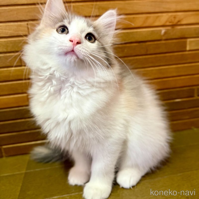 販売中の茨城県のノルウェージャンフォレストキャット-123719の2枚目