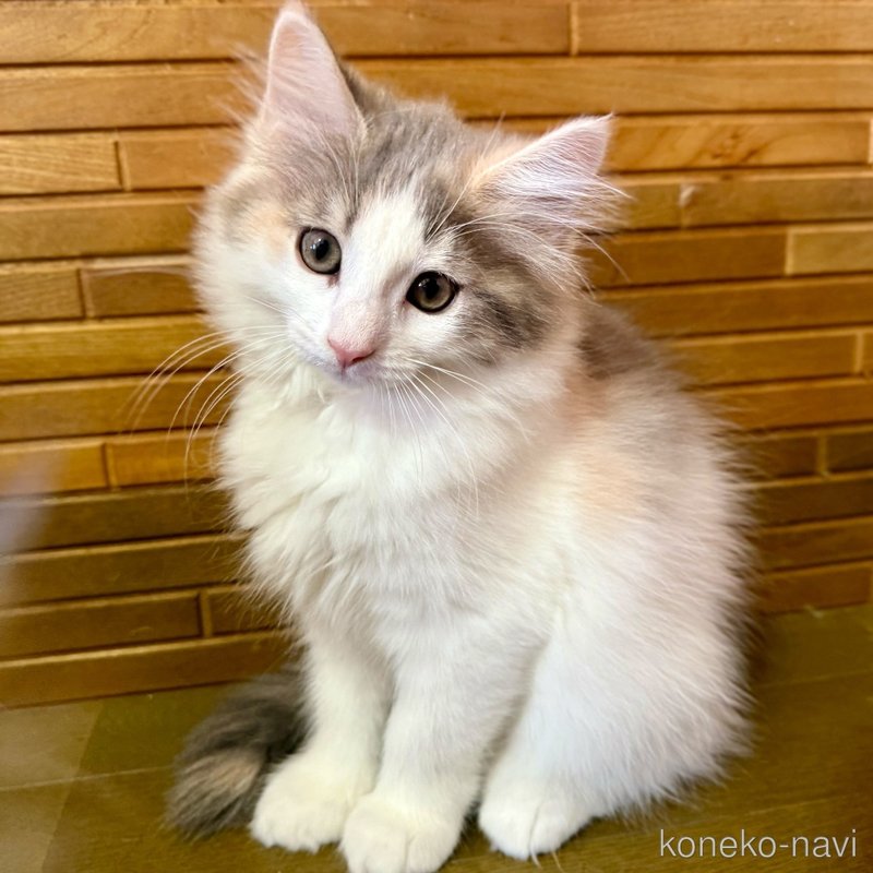 販売中の茨城県のノルウェージャンフォレストキャット-123719